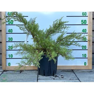 Borievka viržínska (Juniperus virginiana) ´GREY OWL´ -  výška 40-60 cm, kont. C10L
